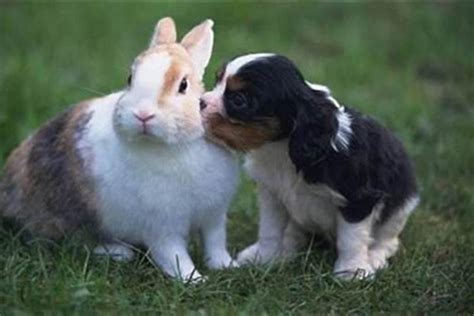 狗跟兔 面相下巴